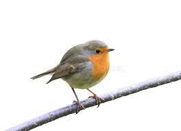 Robin on a branch